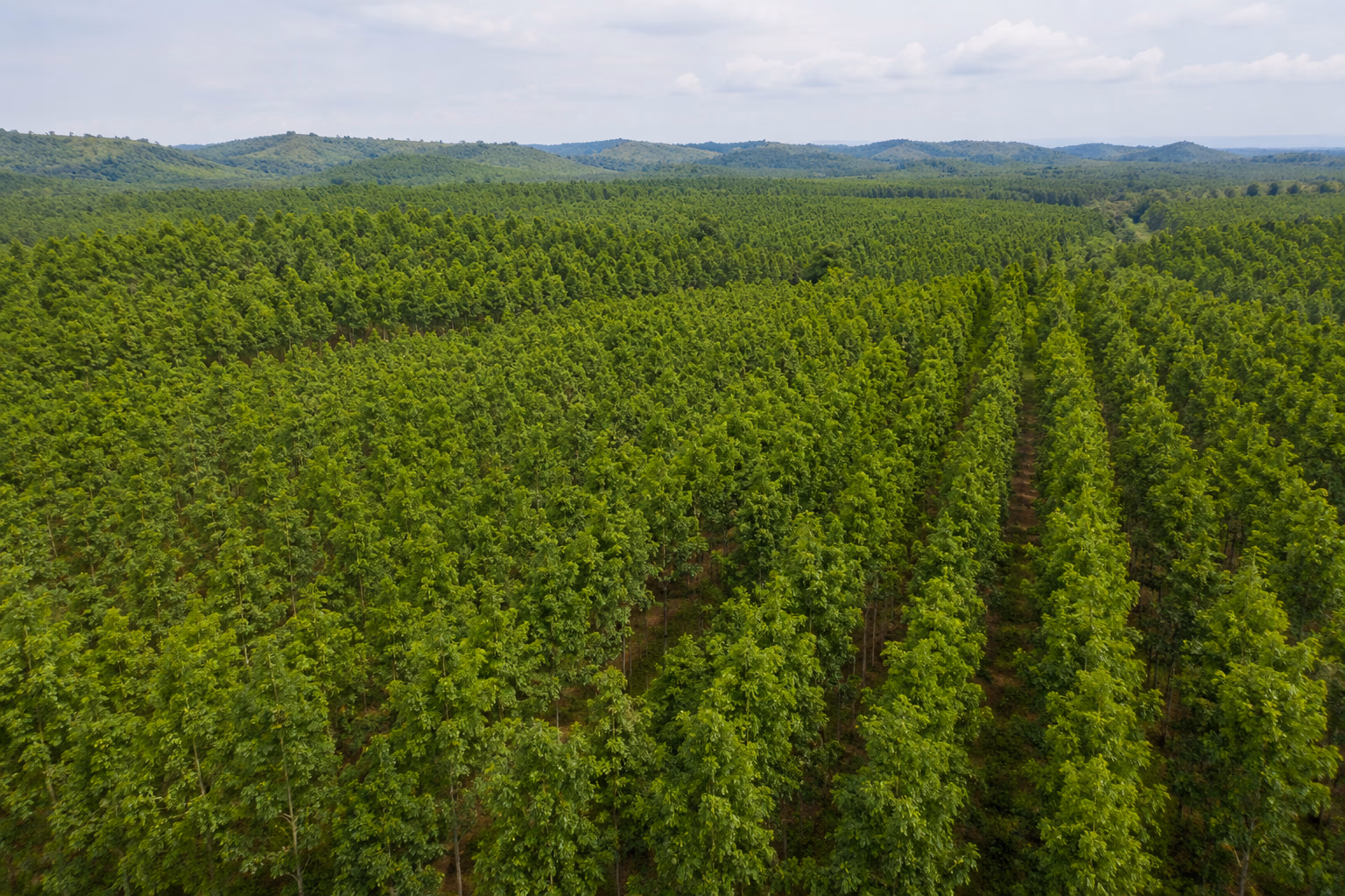 Is Teak Wood Sustainable? Complete Environmental Guide (2026)